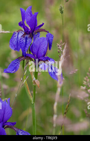 Siberian Iris, Siberian flag (Iris sibirica), blooming, Germany, Bavaria, Staffelseemoore Stock Photo