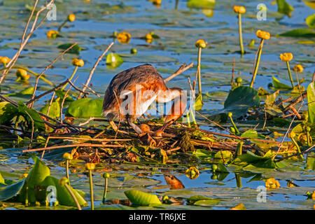 great crested grebe (Podiceps cristatus), turning eggs in the nest, Germany, Bavaria Stock Photo
