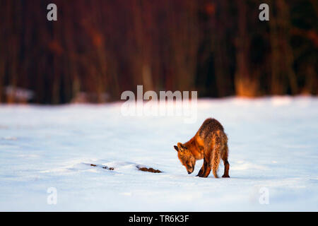 red fox (Vulpes vulpes), sniffing at the snow in winter, Germany Stock Photo