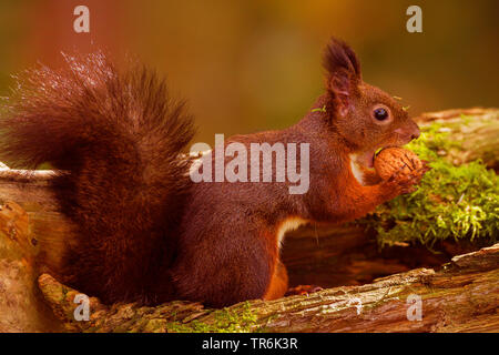 European red squirrel, Eurasian red squirrel (Sciurus vulgaris), with walnut in the mouth, Germany Stock Photo