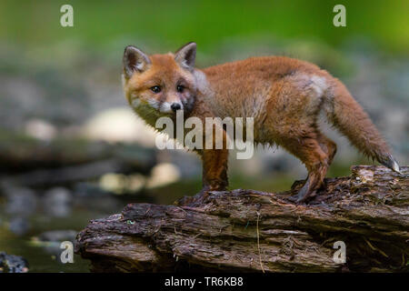 red fox (Vulpes vulpes), juvenile on a dead tree trunk in a creek, Czech Republic, Hlinsko Stock Photo
