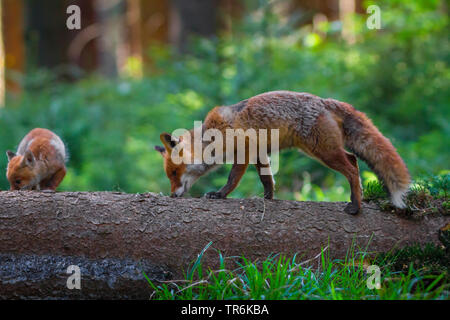 red fox (Vulpes vulpes), mit kid on a fallen tree trunk in a wood, sniffing, Czech Republic, Hlinsko Stock Photo