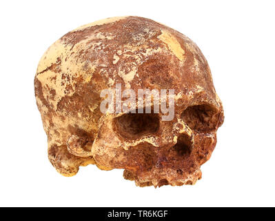 Cro-Magnon Man (Homo sapiens), replica of the skull of Cro magnon (Homo sapiens). Stock Photo