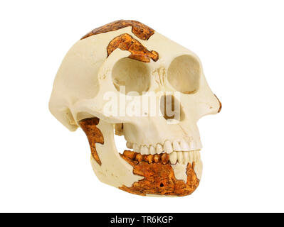 Lucy (Australopithecus africanus), replica of the skull ofAustralopithecus afarensis (Lucy) Stock Photo