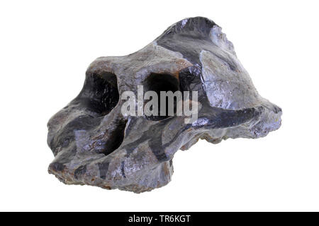 Replica of skull of Australopithecus, extinct prehistoric hominid ...