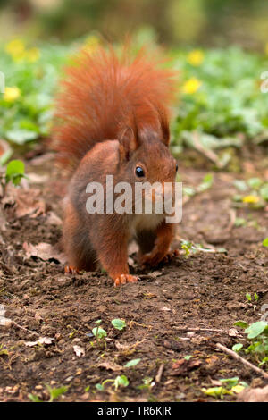 European red squirrel, Eurasian red squirrel (Sciurus vulgaris), female searching for food on a field path, Germany, North Rhine-Westphalia Stock Photo