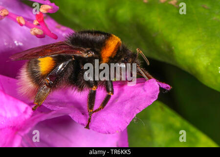 buff-tailed bumble bee (Bombus terrestris), on a rhododendron blossom, Germany, Bavaria