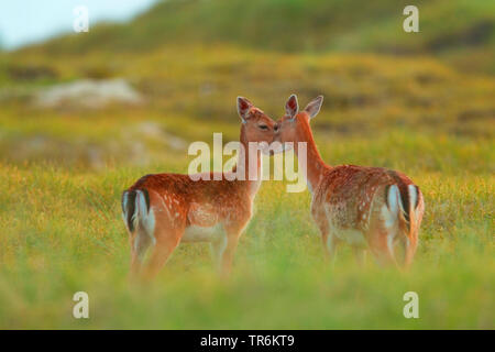 fallow deer (Dama dama, Cervus dama), adult and young standing in a meadow, Germany, Lower Saxony, Norderney Stock Photo