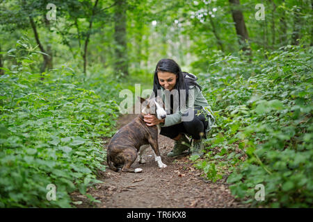 Bull Terrier (Canis lupus f. familiaris), woman stroking her dog on forest path, Germany Stock Photo