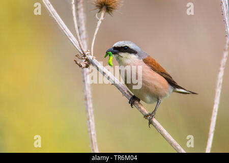 red-backed shrike (Lanius collurio), male with caterpillar in the beak, Germany, Bavaria Stock Photo