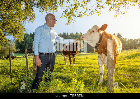 businessman in free time, feeding a cow, Germany Stock Photo