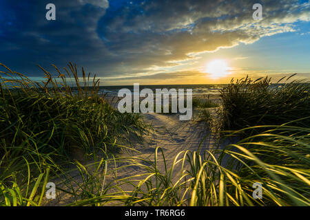 beach grass, European beachgrass, marram grass, psamma, sea sand-reed (Ammophila arenaria), on a dune in wind at sunset, Germany, Mecklenburg-Western Pomerania Stock Photo