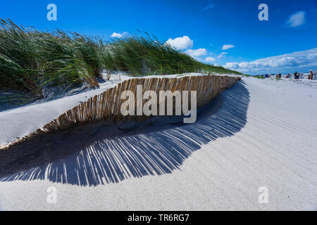 beach grass, European beachgrass, marram grass, psamma, sea sand-reed (Ammophila arenaria), on a dune in wind , Germany, Mecklenburg-Western Pomerania Stock Photo