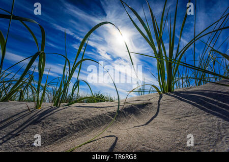 beach grass, European beachgrass, marram grass, psamma, sea sand-reed (Ammophila arenaria), on a dune in wind at evening light, Germany, Mecklenburg-Western Pomerania Stock Photo