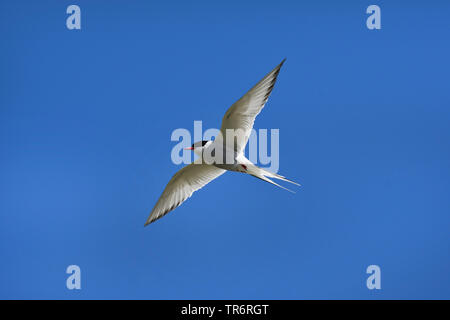 arctic tern (Sterna paradisaea), flying, United Kingdom, Scotland Stock Photo