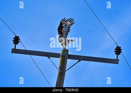 Eurasian buzzard (Buteo buteo), landing on a power pole, United Kingdom, Scotland Stock Photo