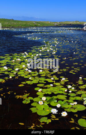white water-lily, white pond lily (Nymphaea alba), blooming, United Kingdom, Scotland, South Uist Stock Photo