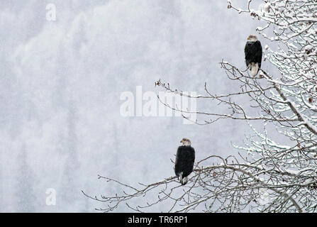 American bald eagle (Haliaeetus leucocephalus), two eagles on a tree in winter, USA, Alaska, Haines Alaska Chilkoot River Stock Photo