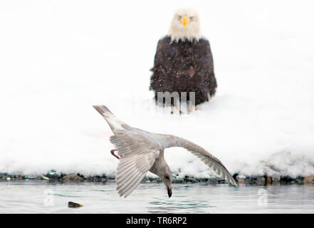 American bald eagle (Haliaeetus leucocephalus), gull hunting fishes in the river, observed by an eagle in the background, USA, Alaska, Haines Alaska Chilkoot River Stock Photo