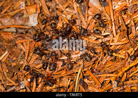 wood ant (Formica rufa), ant workers and young queen, Germany, Bavaria