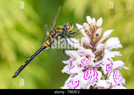 Large white-faced darter, Yellow-spotted whiteface (Leucorrhinia pectoralis, Leucorhinia pectoralis), on orchid blossom, Norway, Oppland Stock Photo