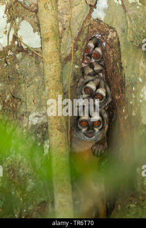 douroucouli, night monkey, humboldt's night monkey (Aotus trivirgatus, Aotus trivirgatus), Ecuador Stock Photo