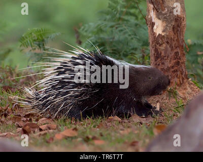 Malayan porcupine (Hystrix brachyura, Acanthion brachyura), Thailand Stock Photo