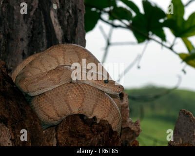 garden tree boa, Cook's tree boa, Amazon tree boa (Corallus enydris, Corallus hortulanus), Costa Rica Stock Photo