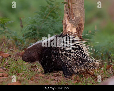 Malayan porcupine (Hystrix brachyura, Acanthion brachyura), Thailand Stock Photo