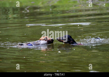 Short-haired Dachshund, Short-haired sausage dog, domestic dog (Canis lupus f. familiaris), two dachshunds swimming and retrieving a duck, Germany Stock Photo