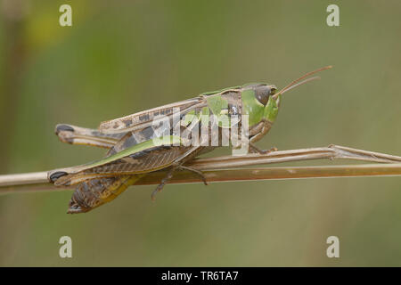 Black-spotted grasshopper (Stenobothrus nigromaculatus, Chorthippus nigromaculatus), Germany Stock Photo