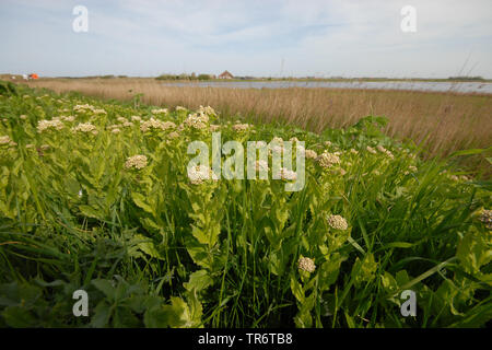 white top, hoary cress (Cardaria draba), Netherlands, Texel Stock Photo