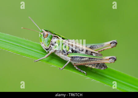 Black-spotted grasshopper (Stenobothrus nigromaculatus, Chorthippus nigromaculatus), Netherlands Stock Photo