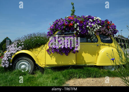 garden petunia (Petunia x hybrida, Petunia-Hybride), car overgrown with blooming petunias, France Stock Photo