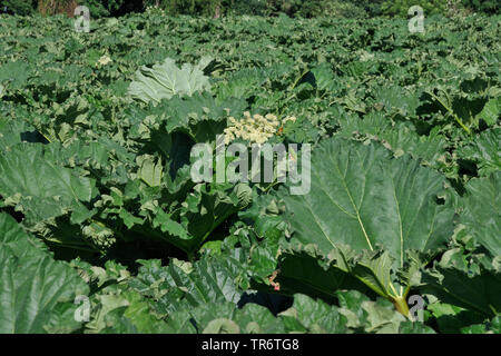 rhubarb (Rheum rhabarbarum), rhubarb field, Germany, North Rhine-Westphalia, Ruhr Area, Herne Stock Photo