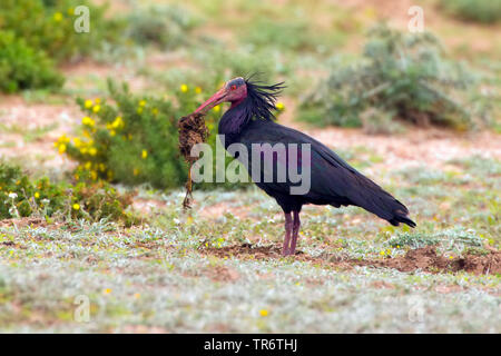 Hermit ibis, Nothern Bald Ibis (Geronticus eremita), Morocco, Tamri Stock Photo