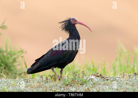 Hermit ibis, Nothern Bald Ibis (Geronticus eremita), Morocco, Tamri Stock Photo