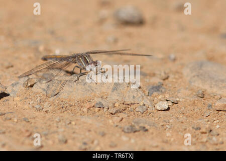 Small Skimmer (Orthetrum taeniolatum), female, Turkey, Mugla Stock Photo