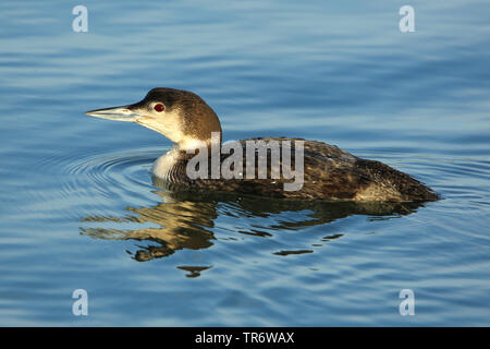 great northern diver (Gavia immer), winter plumage wintering, USA, California Stock Photo