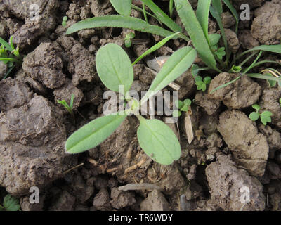 corn gromwell (Lithospermum arvense, Buglossoides arvensis), seedling, Germany, North Rhine-Westphalia Stock Photo