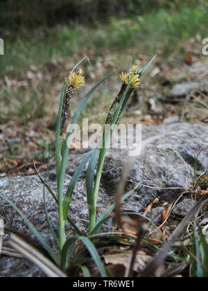 glaucous sedge (Carex flacca), blooming, Germany, North Rhine-Westphalia Stock Photo