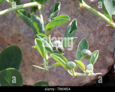 caper, alcaperro, caper berry, caper bud, caper bush, caper fruit, smooth caper, spiny caper (Capparis spinosa), buds, Spain, Balearic Islands, Majorca Stock Photo