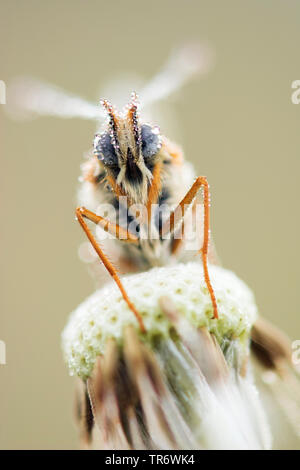 Glanville fritillary (Melitaea cinxia, Mellicta cinxia), on dandelion with morning dew, Netherlands, Noord-Brabant Stock Photo