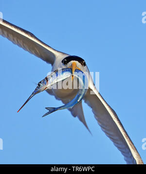 greater crested tern (Thalasseus bergii, Sterna bergii), with a fish as prey in its beak, Australia, Western Australia, Bremer Bay Stock Photo