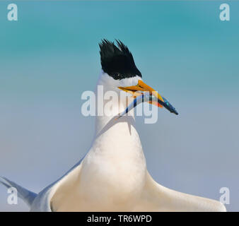 greater crested tern (Thalasseus bergii, Sterna bergii), with a fish as prey in its beak, Australia, Western Australia Stock Photo