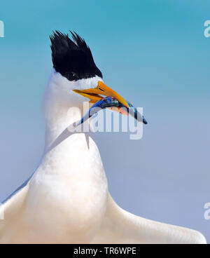 greater crested tern (Thalasseus bergii, Sterna bergii), with a fish as prey in its beak, Australia, Western Australia Stock Photo