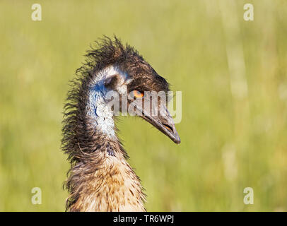 emu (Dromaius novaehollandiae), head, Australia Stock Photo