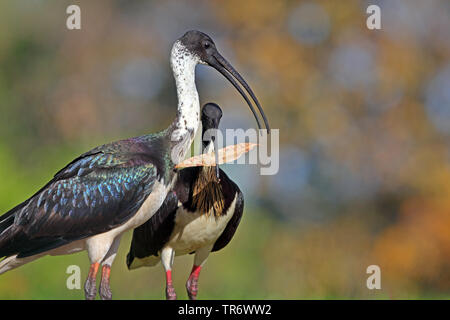 straw-necked ibis (Threskiornis spinicollis), pair, Australia, Northern Territory Stock Photo