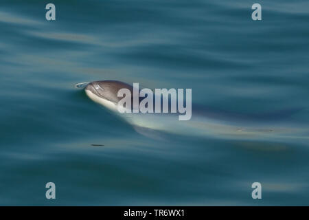 common harbor porpoise, harbour porpoise, common porpoise, puffing pig (Phocoena phocoena), swimming at the water surface, Netherlands, Oosterschelde National Park Stock Photo