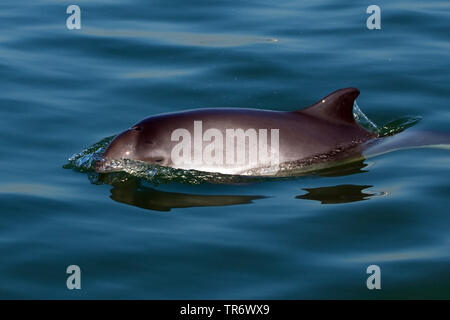 common harbor porpoise, harbour porpoise, common porpoise, puffing pig (Phocoena phocoena), swimming at the water surface, Netherlands, Oosterschelde National Park Stock Photo